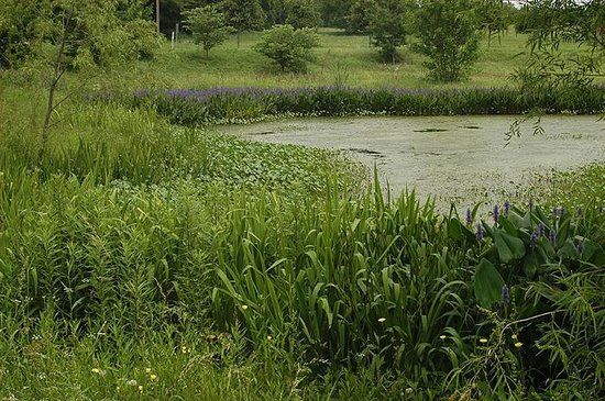 Connemara Conservancy